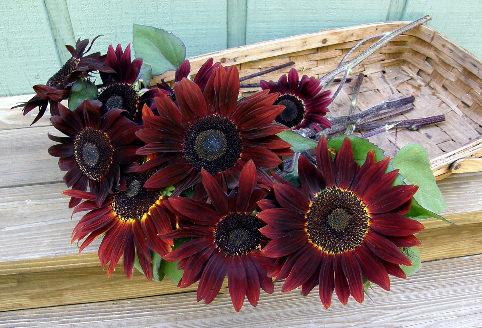 Cinnamon Sun' Ornamental Sunflowers – Renee's Garden