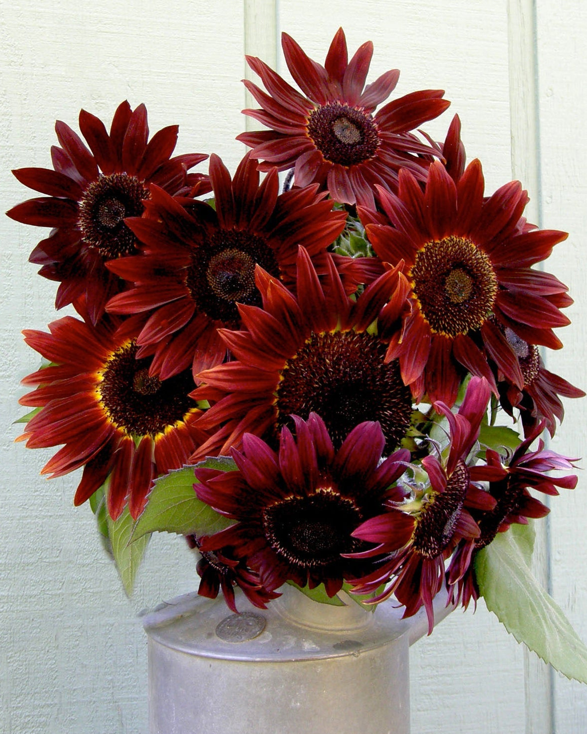 Cinnamon Sun' Ornamental Sunflowers – Renee's Garden