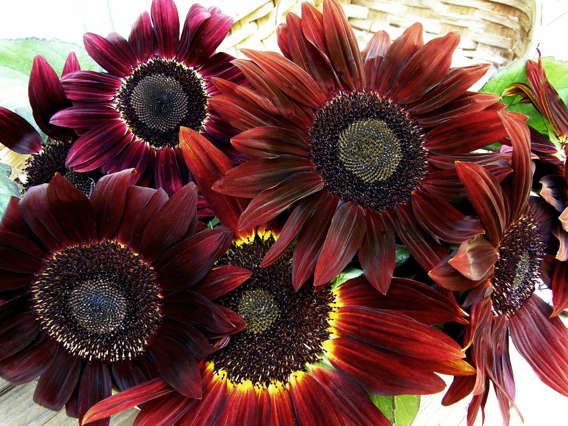 Cinnamon Sun' Ornamental Sunflowers – Renee's Garden