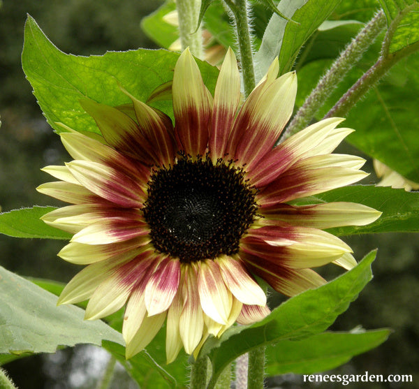 ‘Garnet Star’ Cutting Sunflowers | Renee’s Garden Seeds