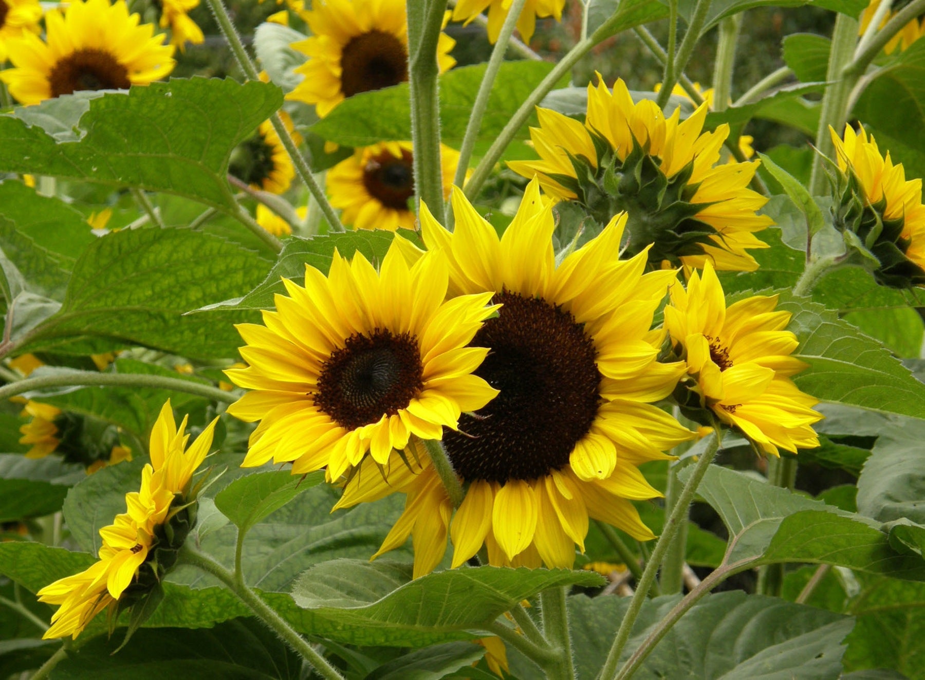 Sundancer' Border Sunflowers – Renee's Garden