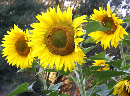 Snack Seed Sunflowers - Heirloom Mammoth Greystripe Organic