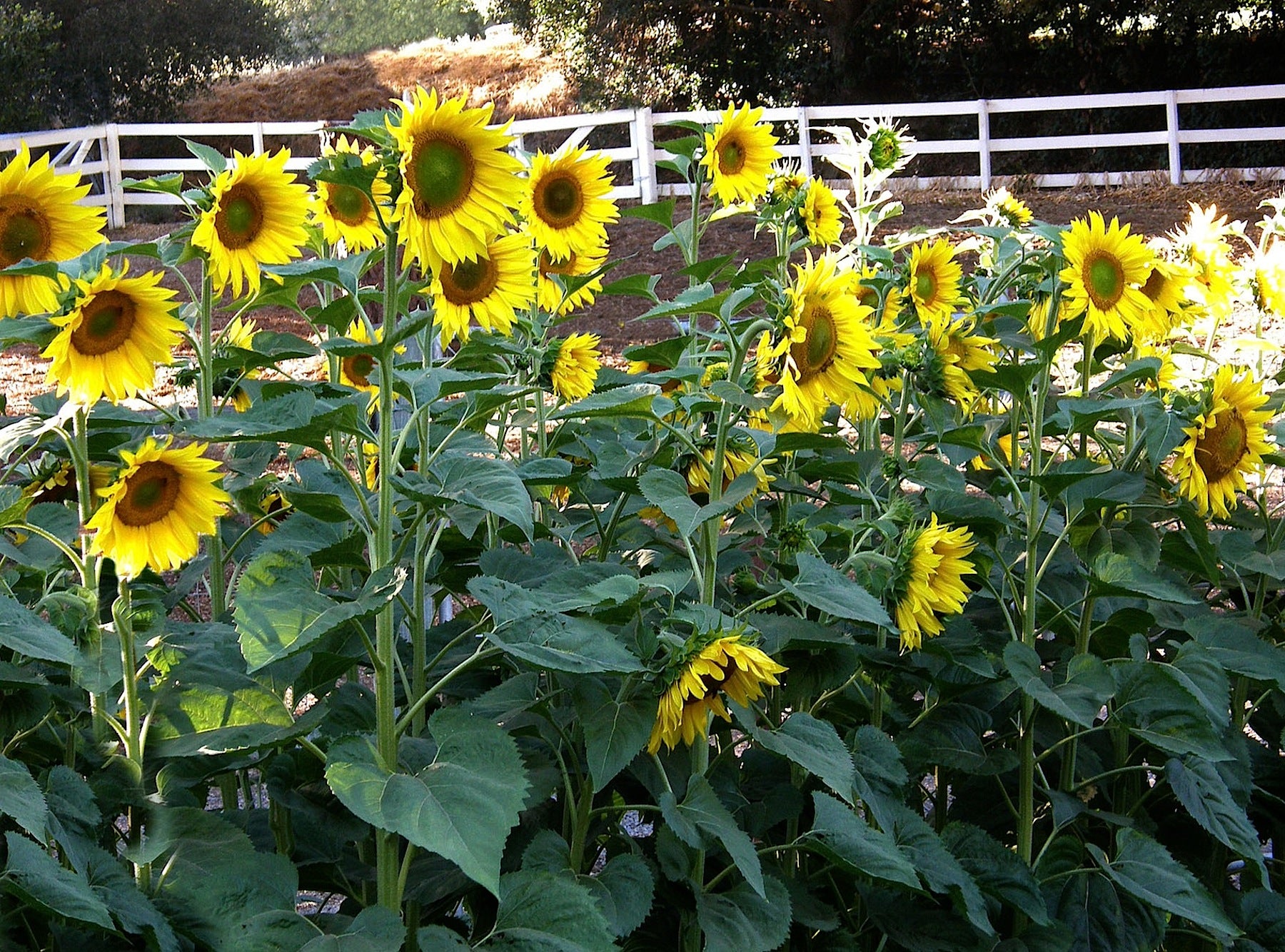 Heirloom Mammoth Greystripe' Snack Seed Sunflowers – Renee's Garden