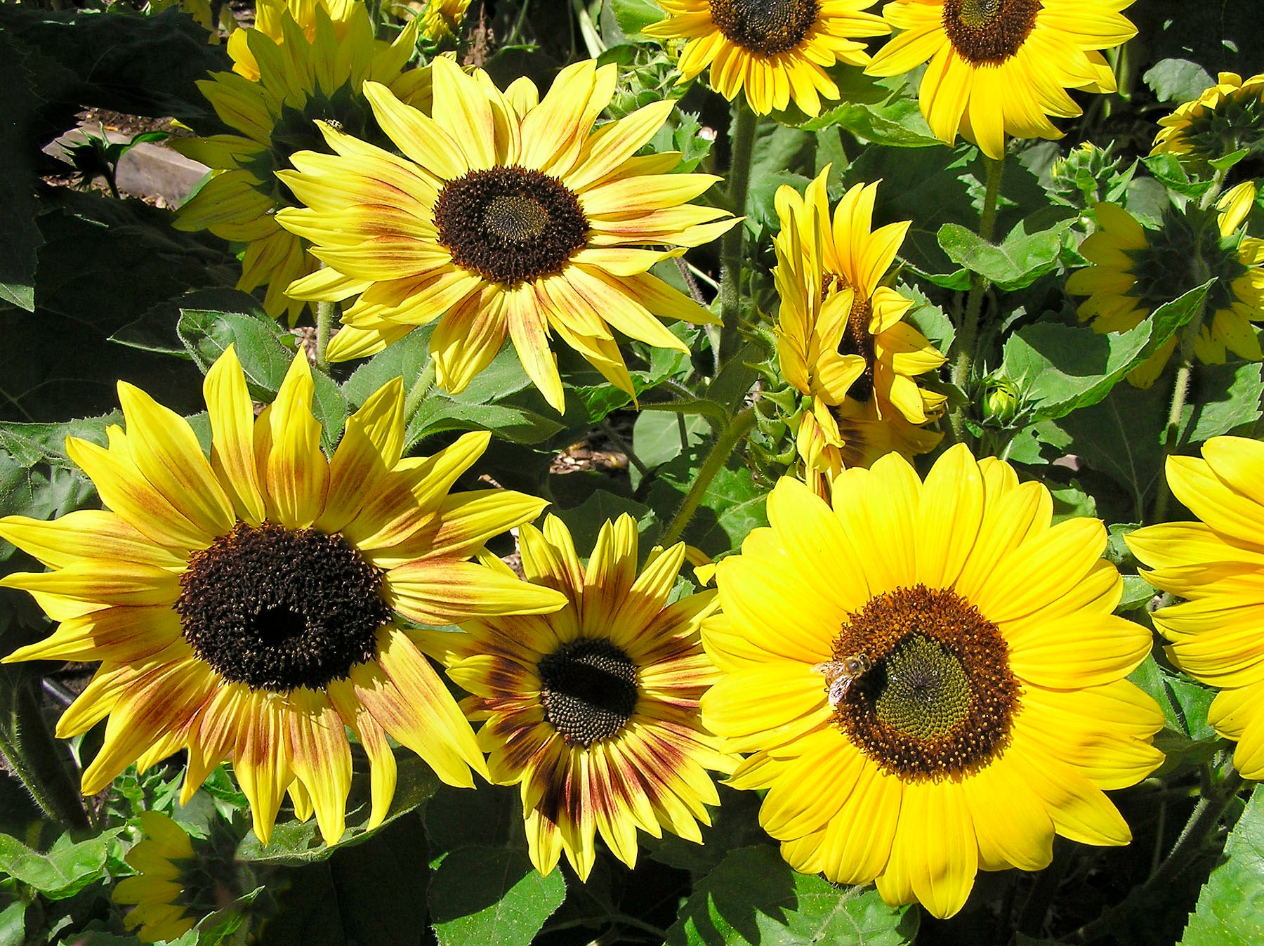 Music Box' Kneehigh Sunflowers – Renee's Garden