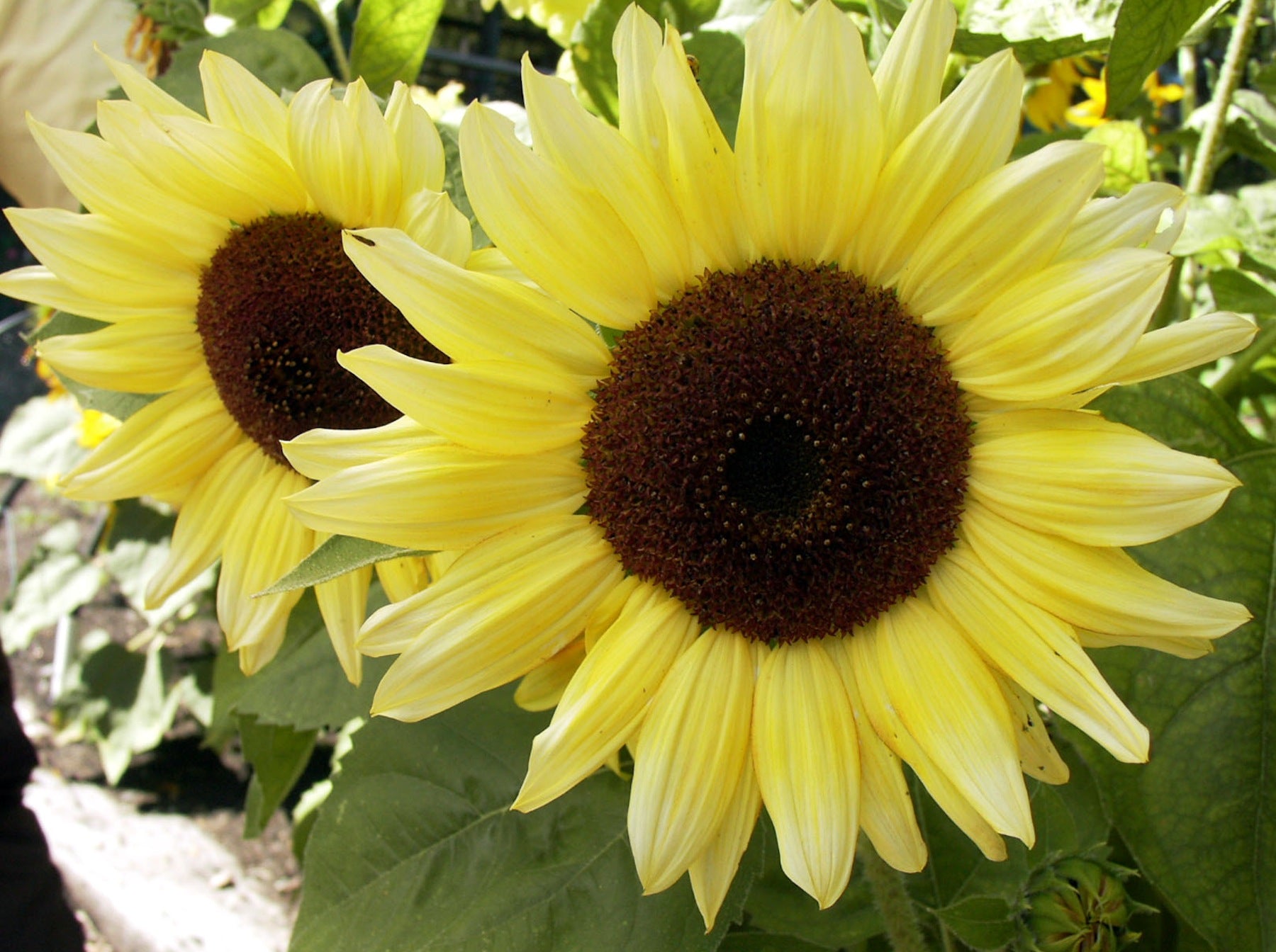Music Box' Kneehigh Sunflowers – Renee's Garden