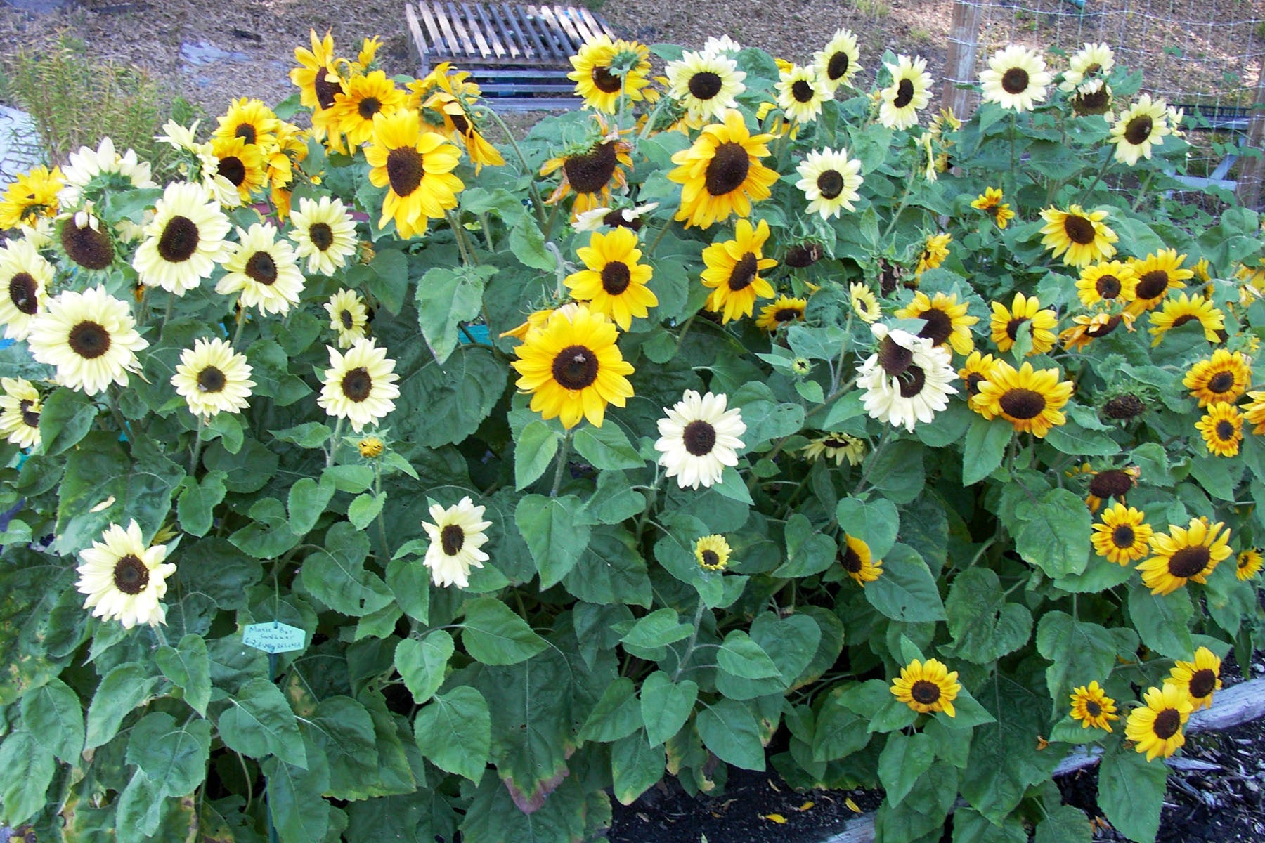 sunflower 2本 Sunflower Greenburst – Floret Library