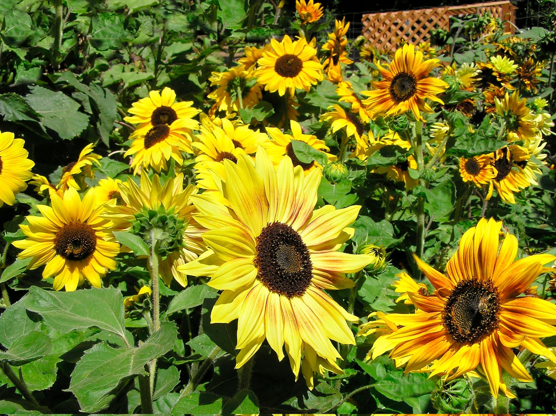 Music Box' Kneehigh Sunflowers – Renee's Garden