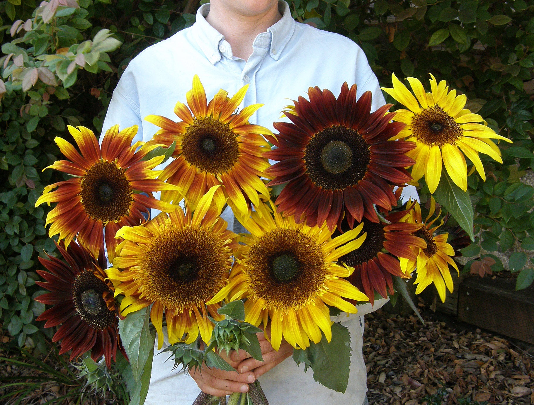 Royal Flush' Ornamental Sunflowers – Renee's Garden