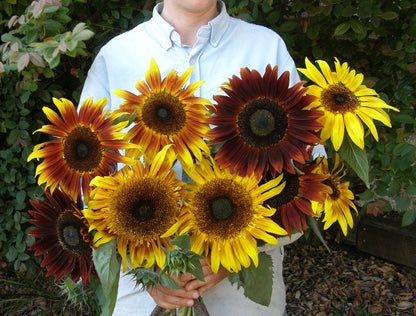 Ornamental Sunflowers - Royal Flush
