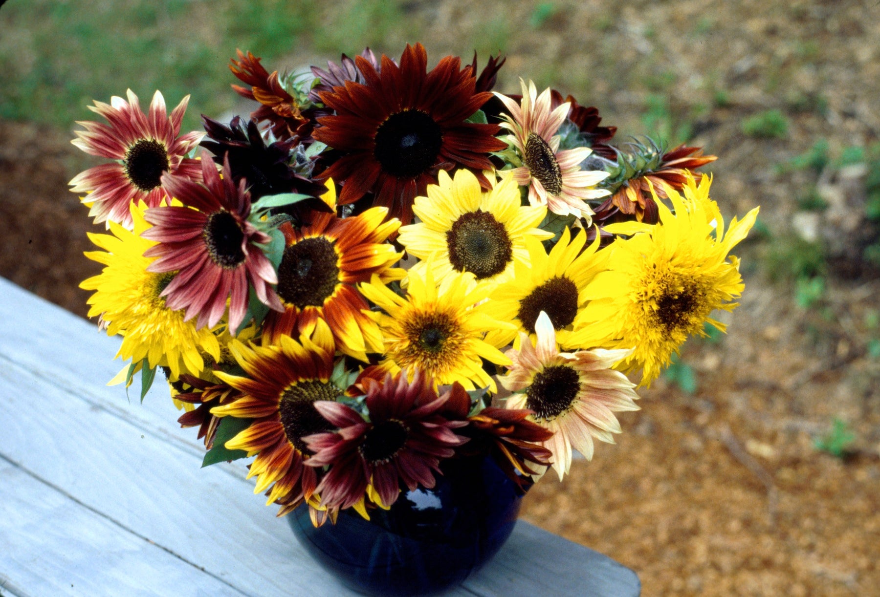 Renee's Garden Royal Flush Sunflower Seeds - Thumbnail 4