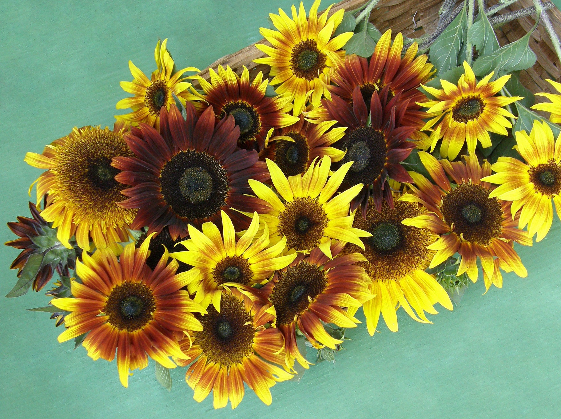 Renee's Garden Ornamental Sunflower Seeds
