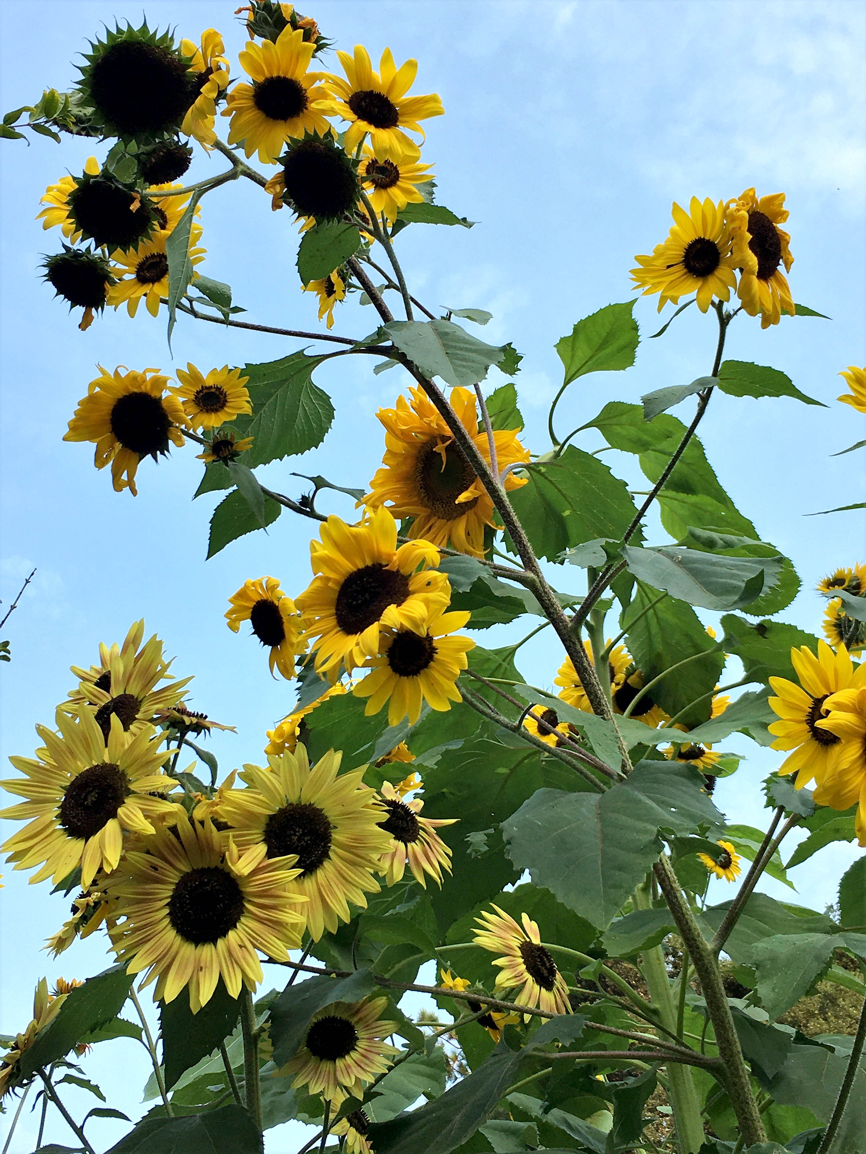 Joyous Dancing Sunflowers' Scatter Garden Seeds – Renee's Garden