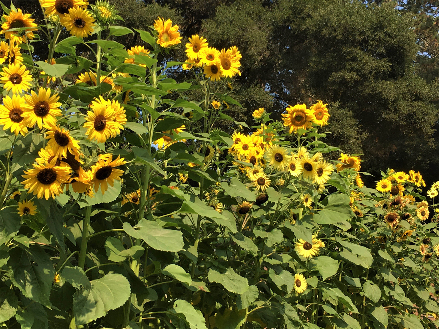 An Heirloom Sunflower Forest