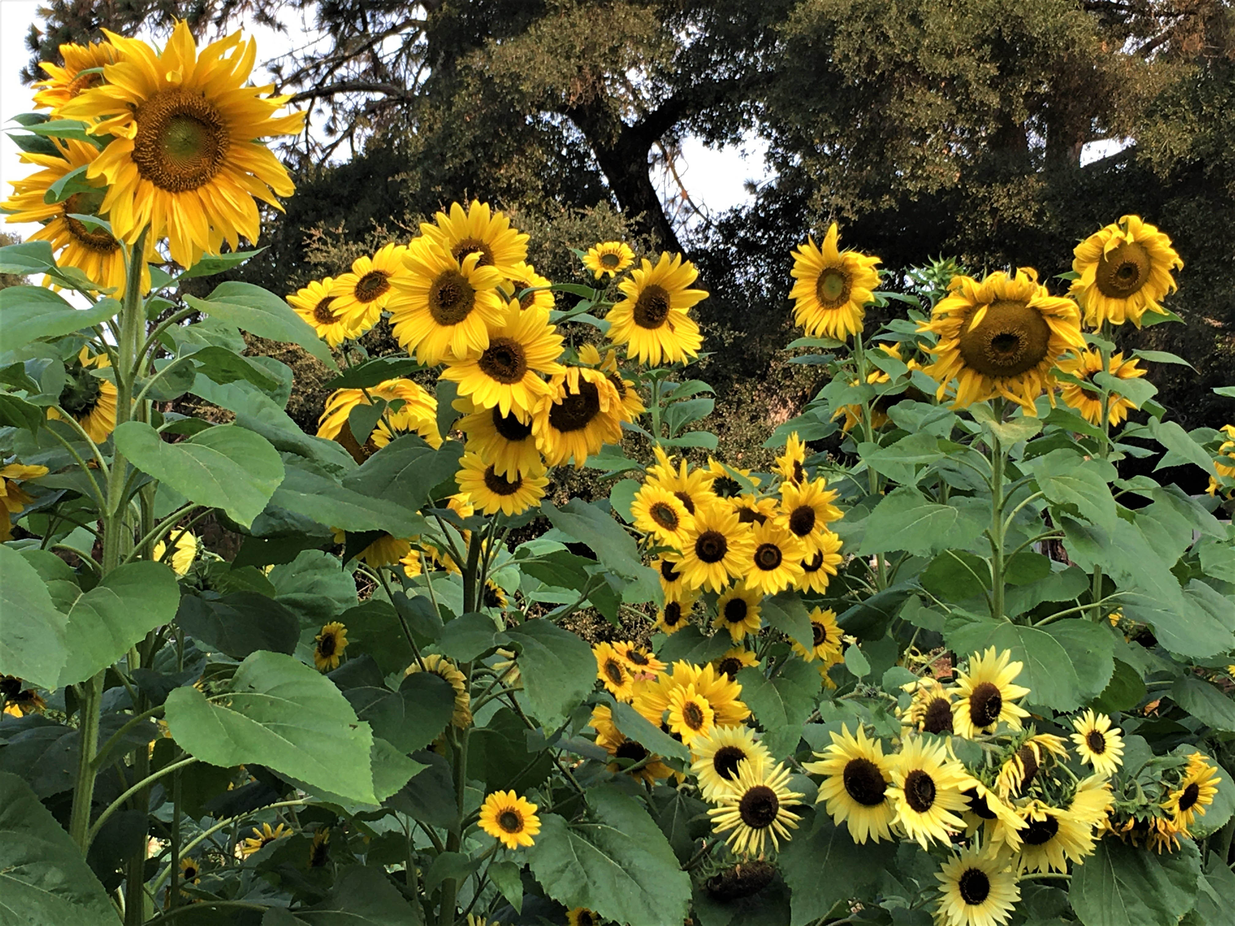 A Sunflower Forest' Bonus Pack – Renee's Garden