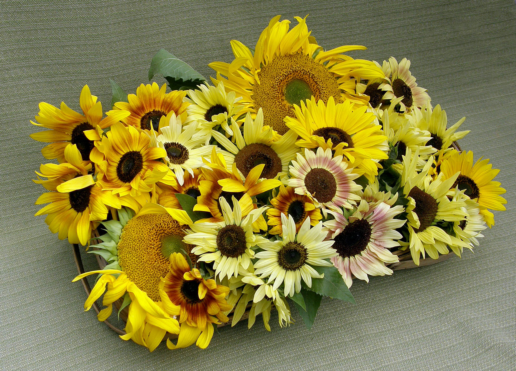 Joyous Dancing Sunflowers' Scatter Garden Seeds – Renee's Garden