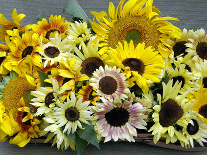 Heirloom Summer Garden Dancing, Joyous Sunflowers