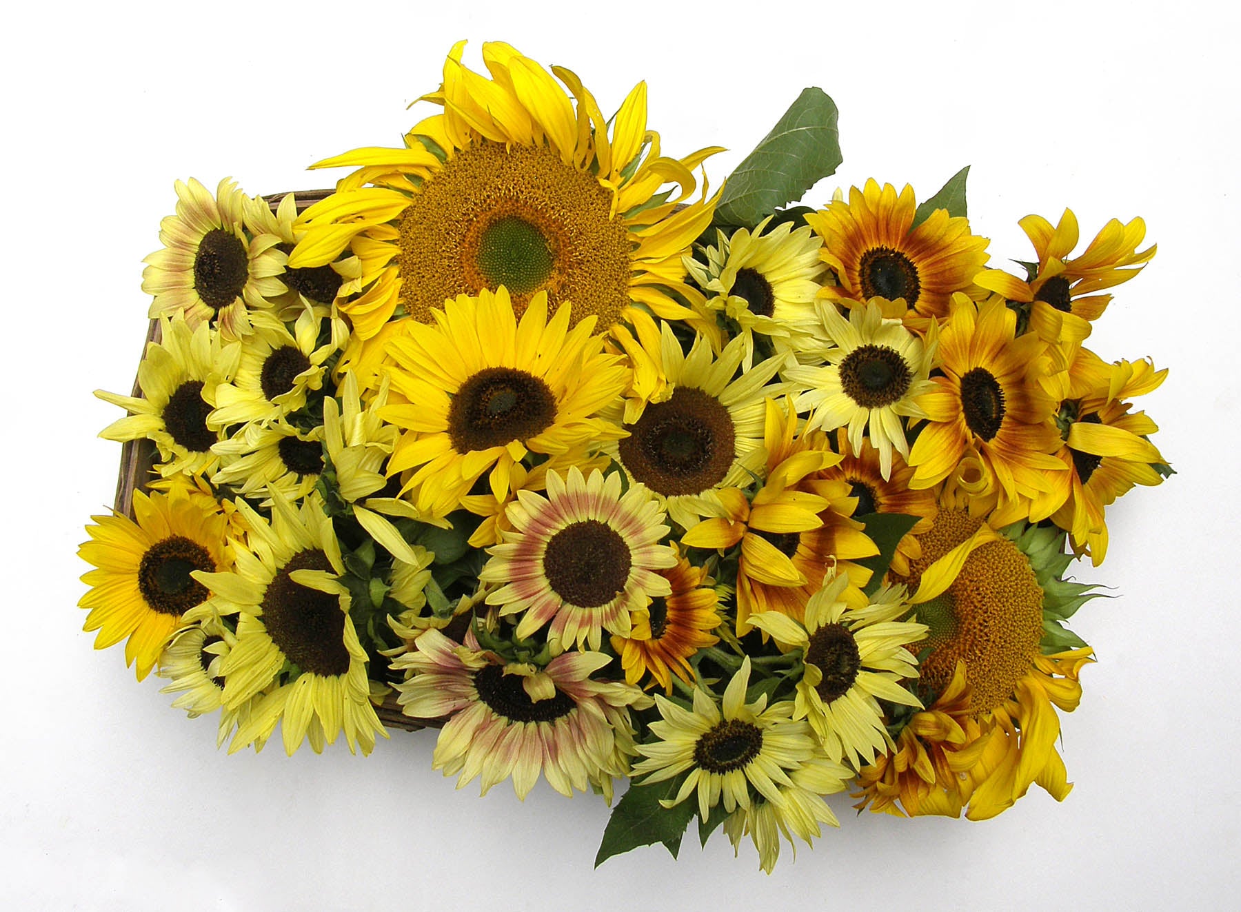 A Sunflower Forest' Bonus Pack – Renee's Garden