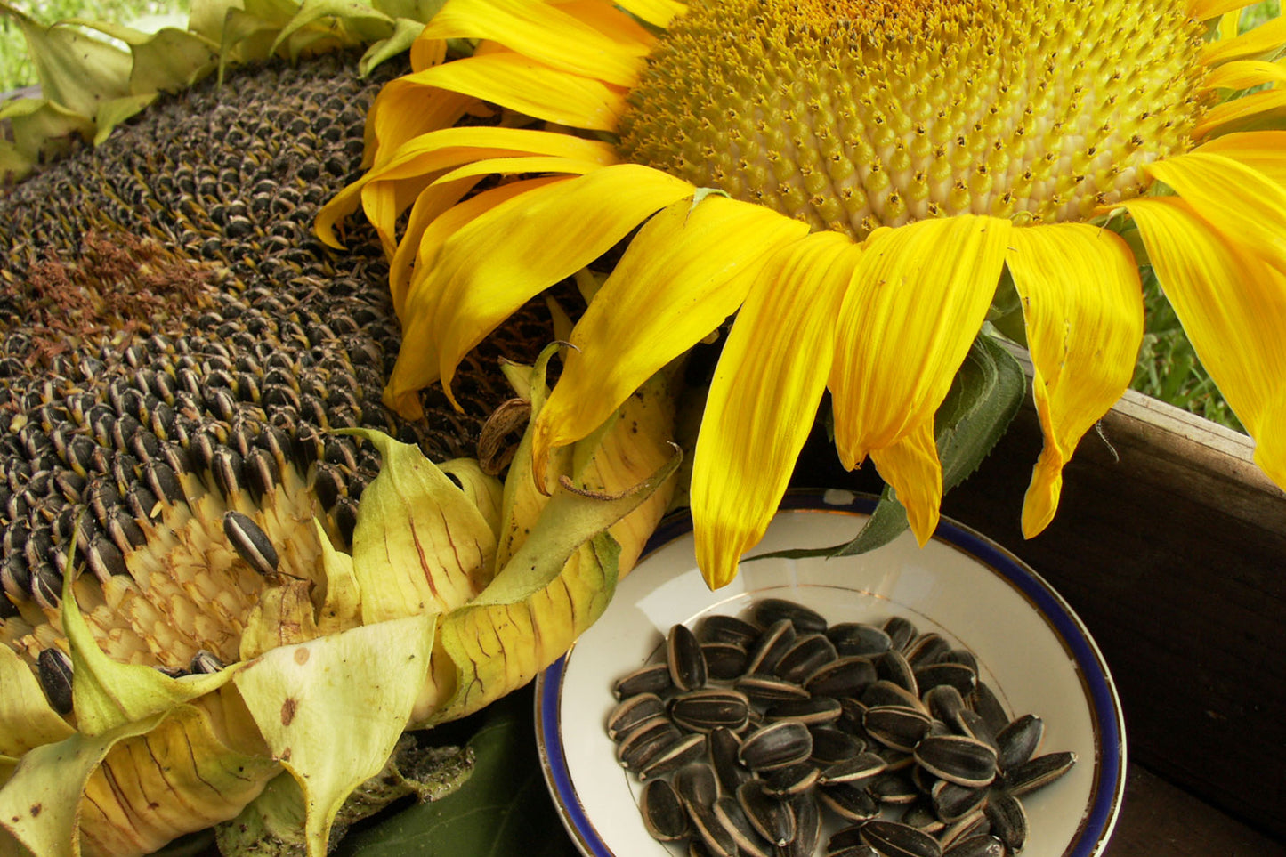 sunflower seeds to plant Renee's Garden Edible Sunflowers Snack Seed Seeds