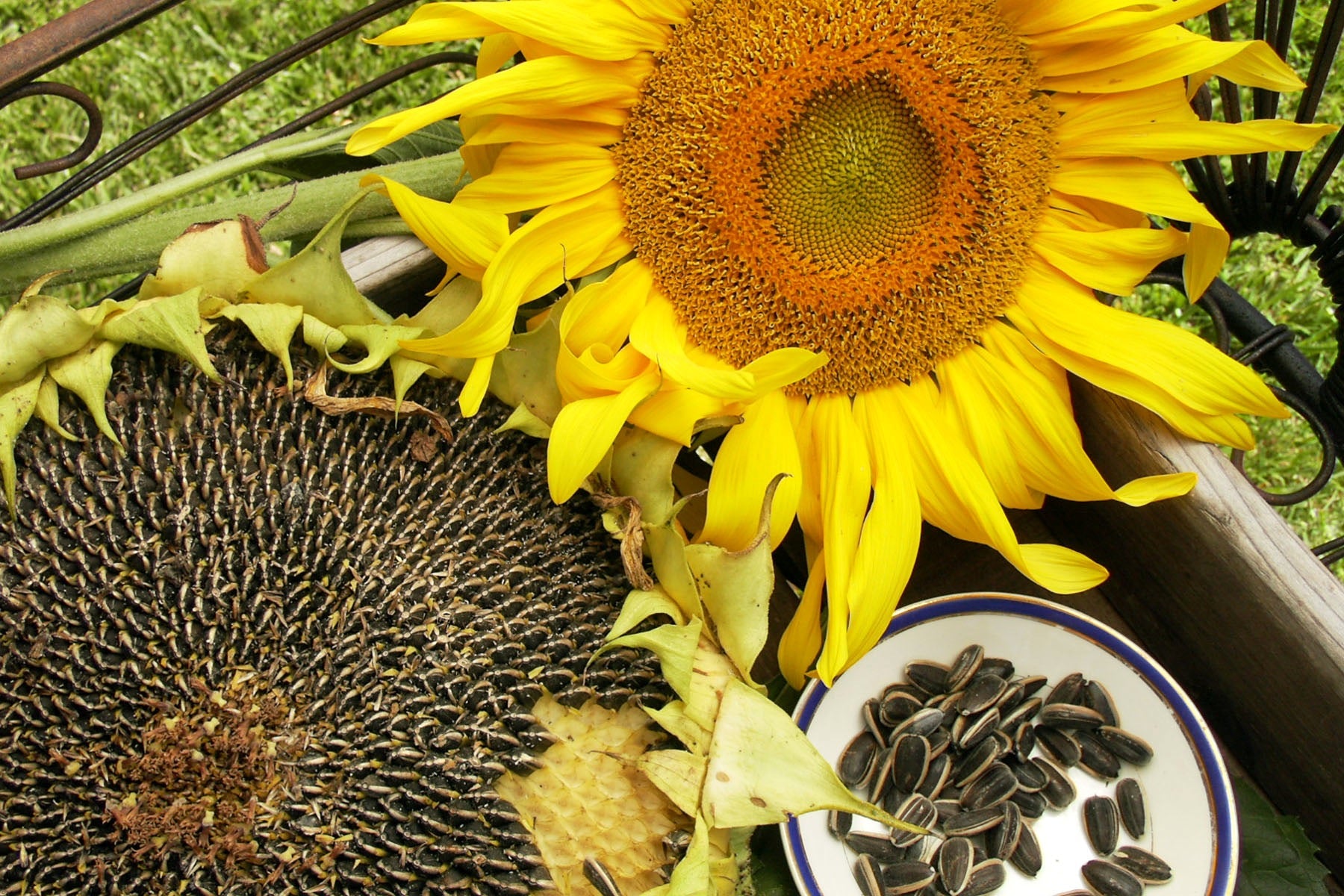 sunflower seeds flower Renee's Garden Edible Sunflowers Snack Seed Seeds