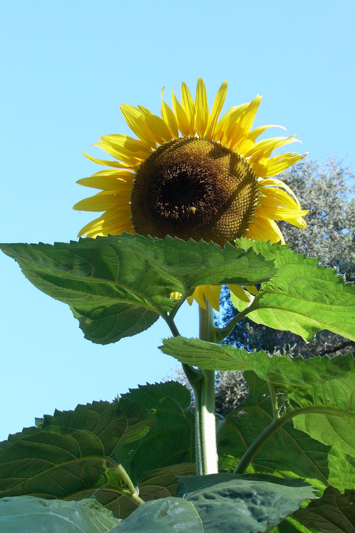 Sunzilla