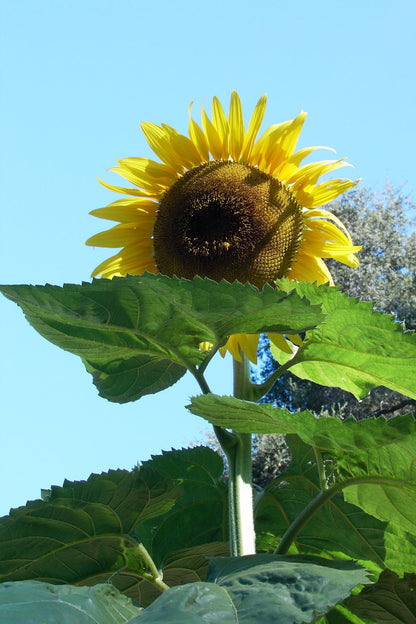 Sunzilla