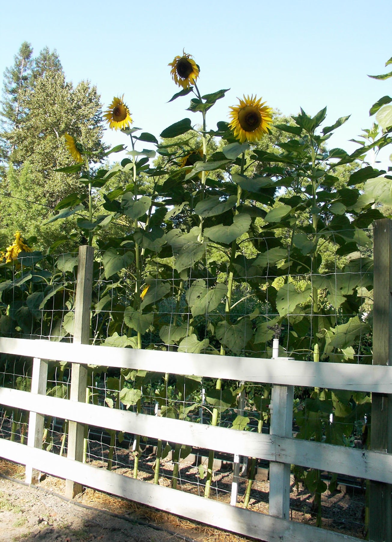 Heirloom Titan' Giant Sunflowers – Renee's Garden