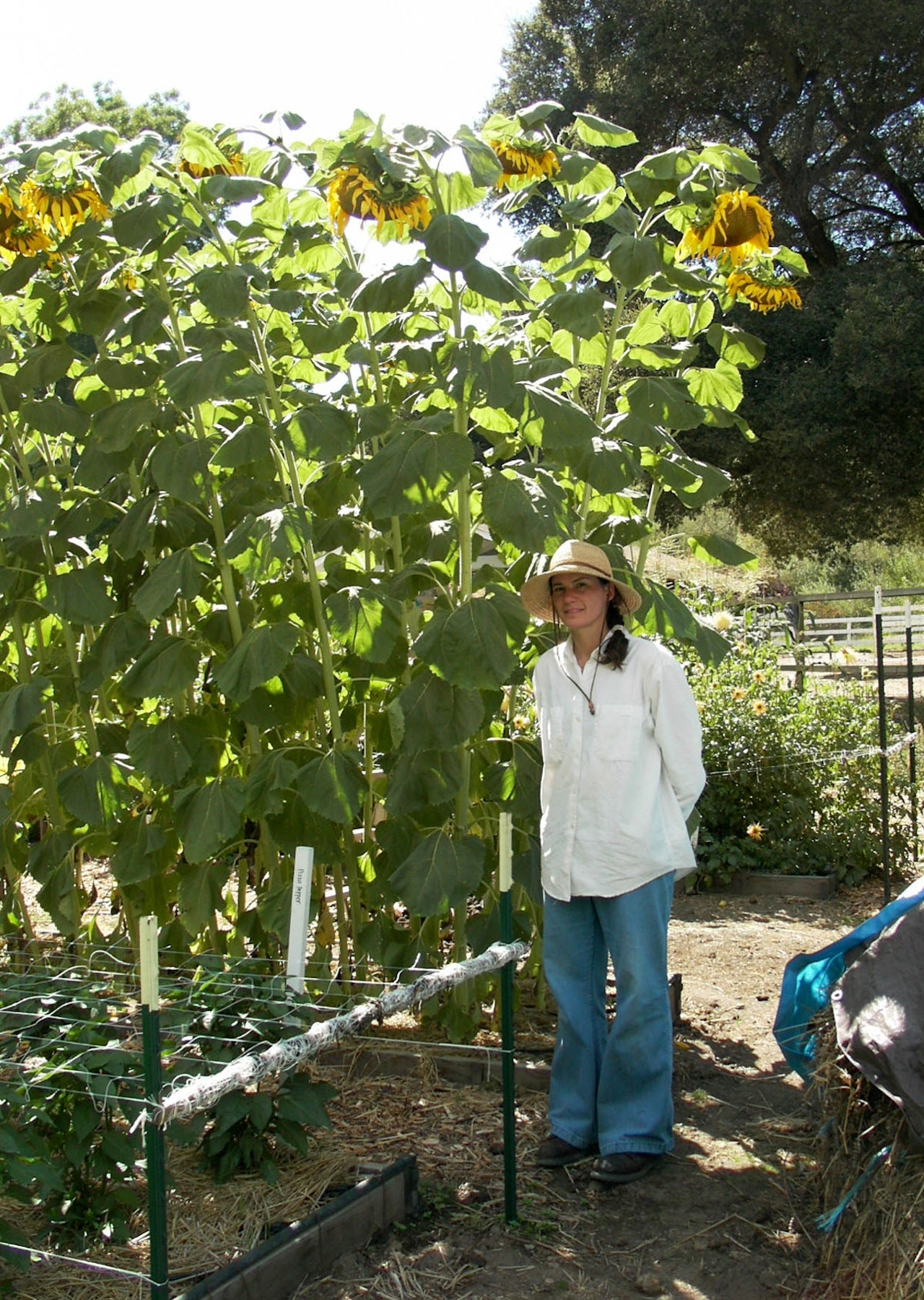 Heirloom Titan' Giant Sunflowers – Renee's Garden