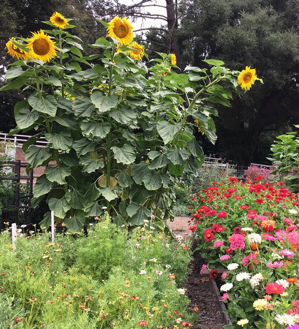 Heirloom Titan' Giant Sunflowers – Renee's Garden