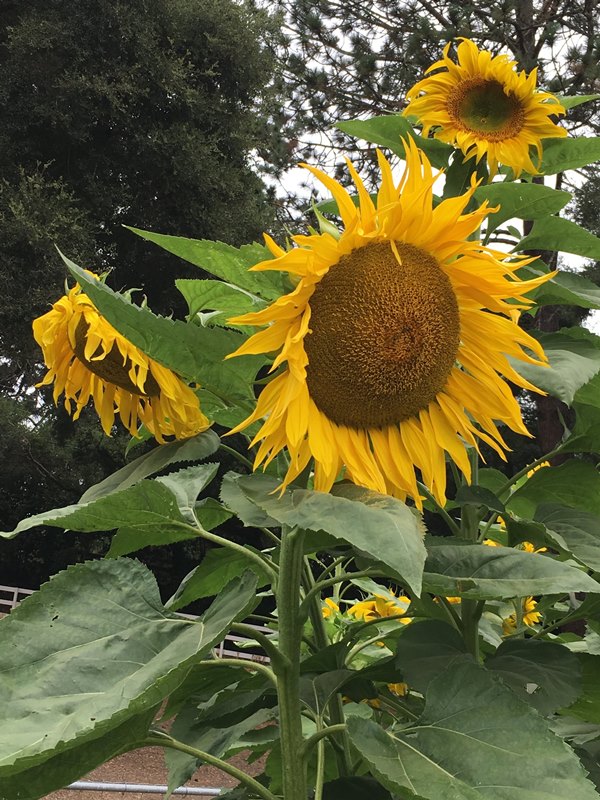 Heirloom Titan' Giant Sunflowers – Renee's Garden