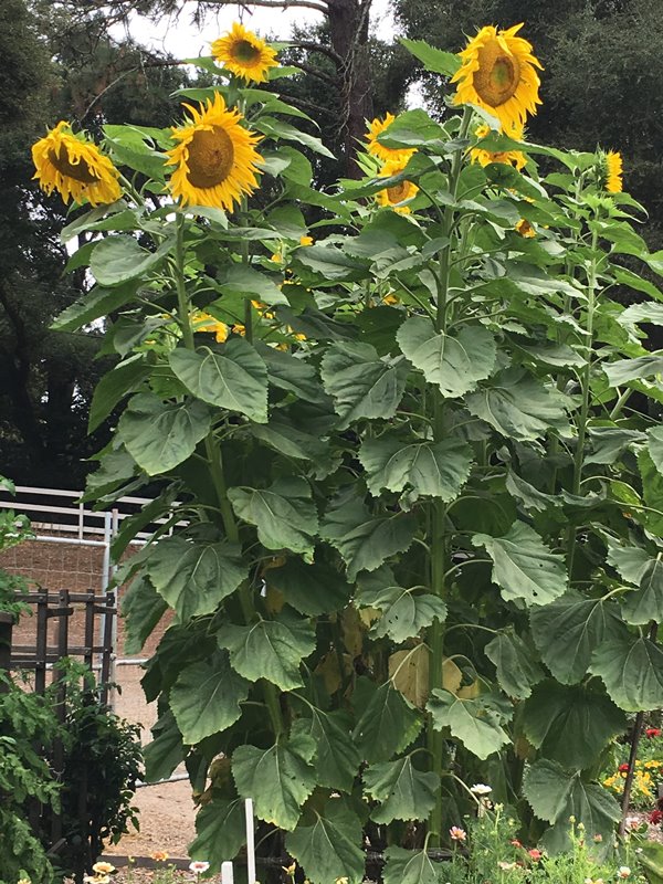 can you plant mammoth sunflowers in pots Heirloom Titan' Giant Sunflowers – Renee's Garden