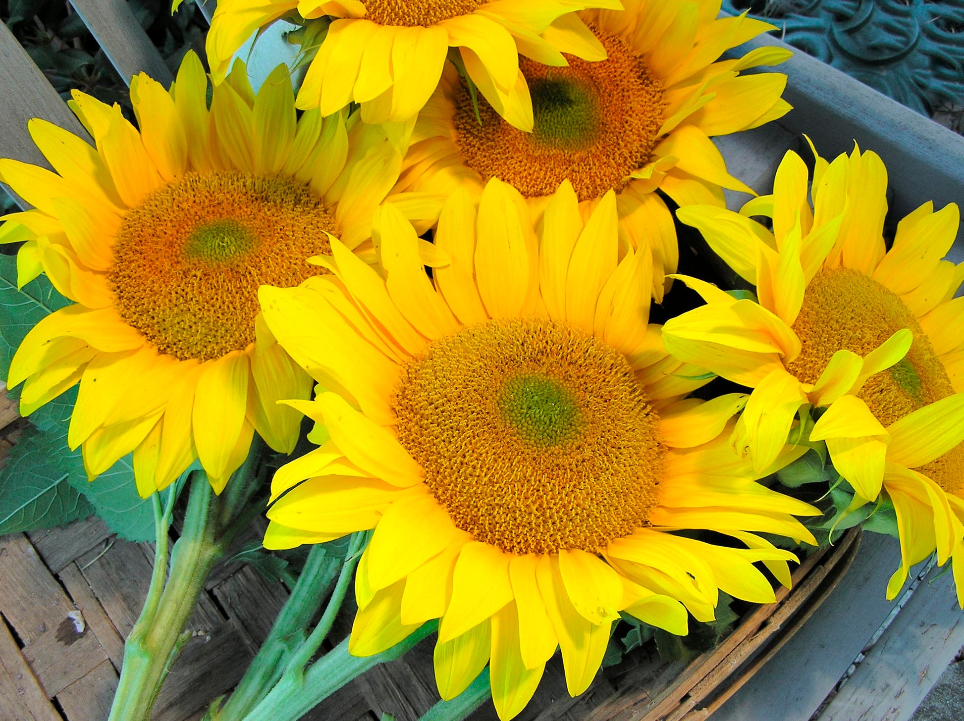 poast herbicide for sunflowers Ornamental Sunflowers
