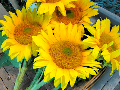 Ornamental Sunflowers - Van Gogh