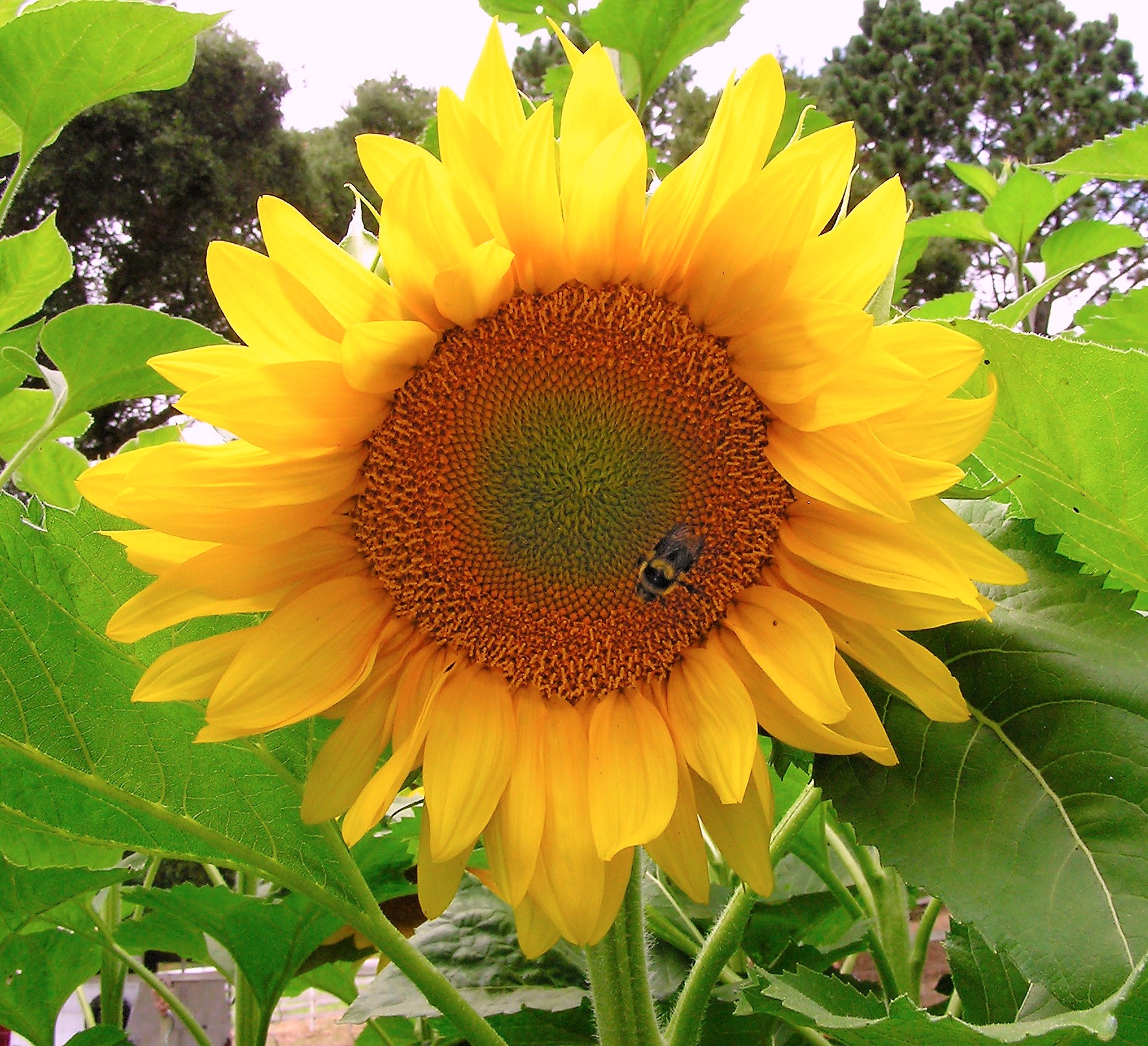 'Van Gogh' Ornamental Sunflowers – Renee's Garden