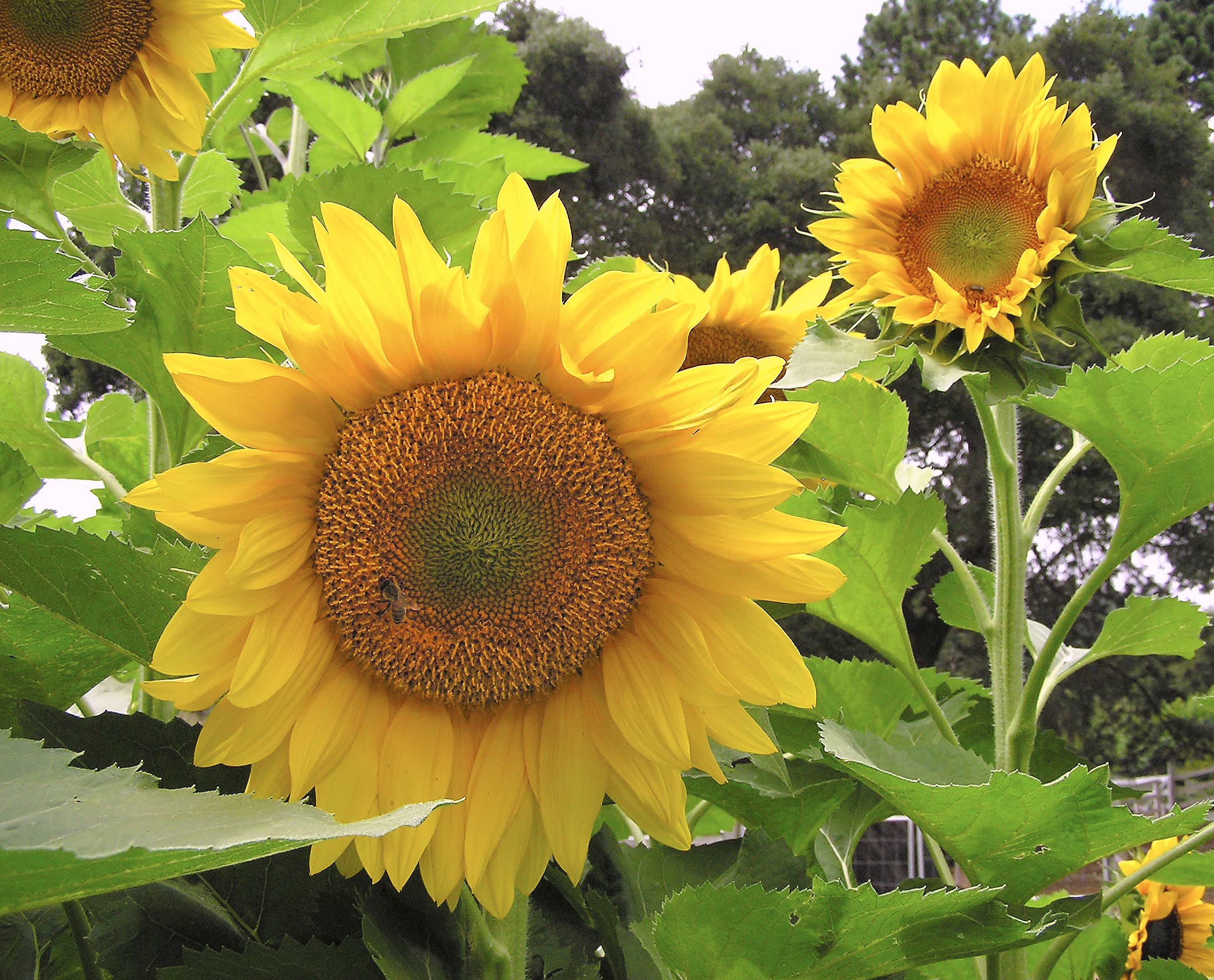 'Van Gogh' Ornamental Sunflowers – Renee's Garden
