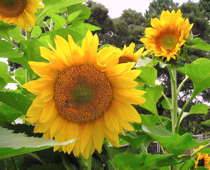 Ornamental Sunflowers - Van Gogh