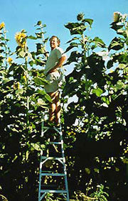 Biggest sunflower in the world deals