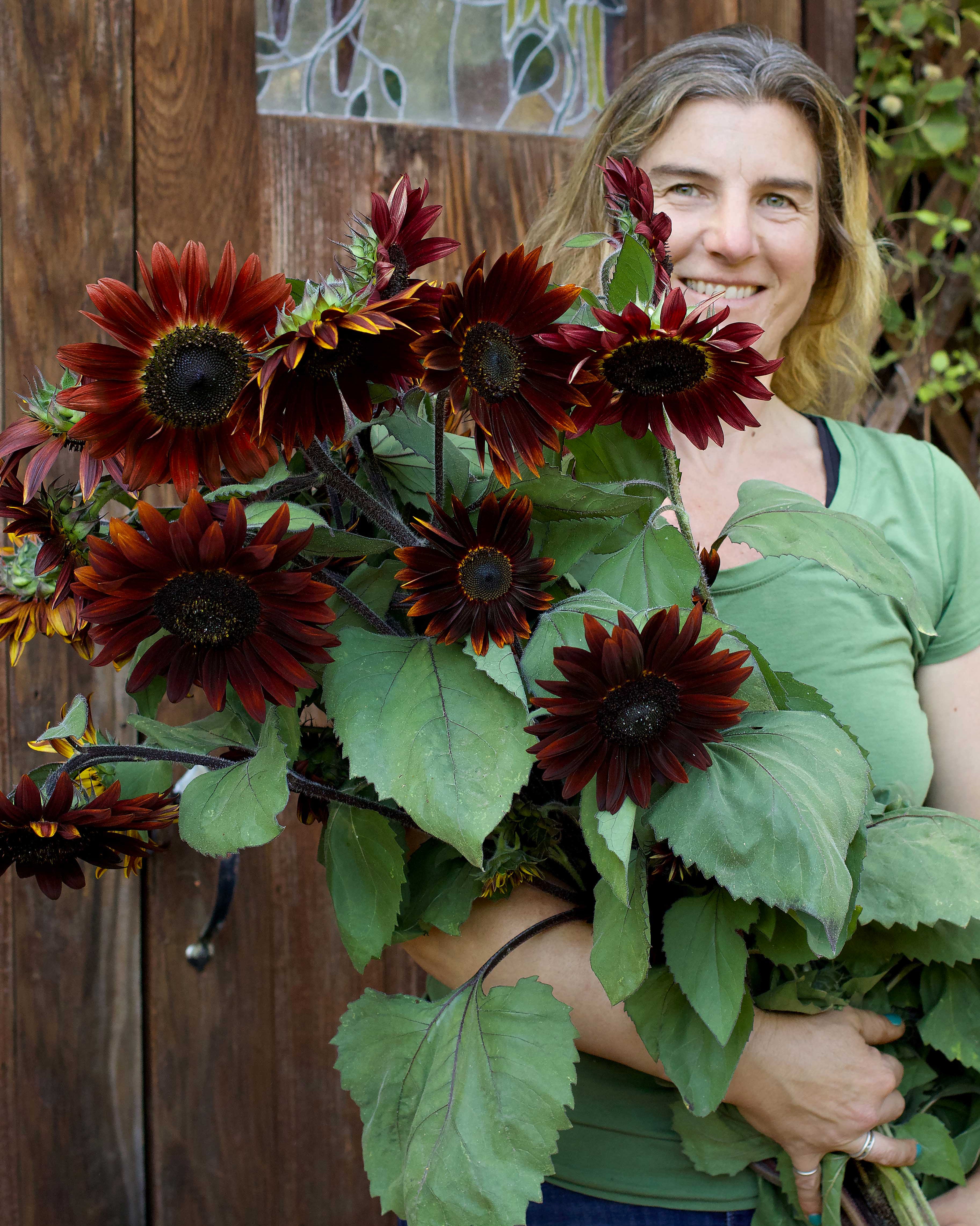 Chocolate Cherry' Ornamental Sunflowers – Renee's Garden