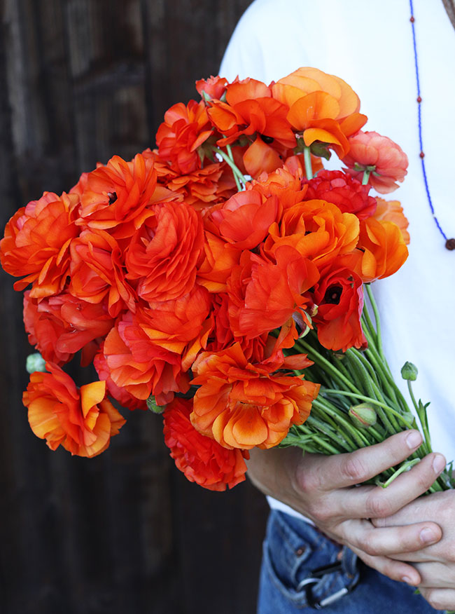 'Sunset Glow' Ranunculus Mix – Renee's Garden