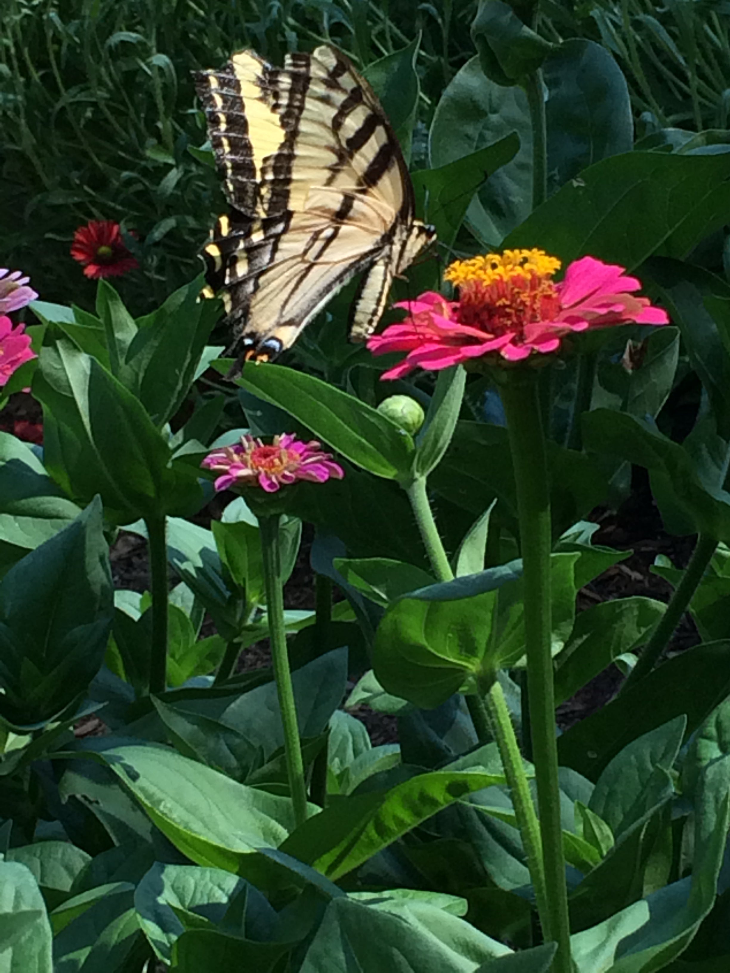 Flower Power For Nature's Pollinators' Scatter Garden Seeds