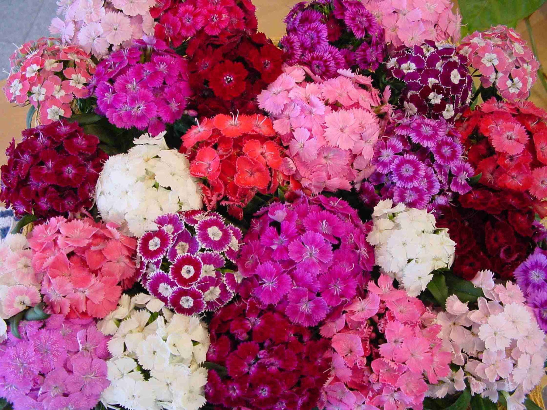 Lace Mantle' Sweet William – Renee's Garden