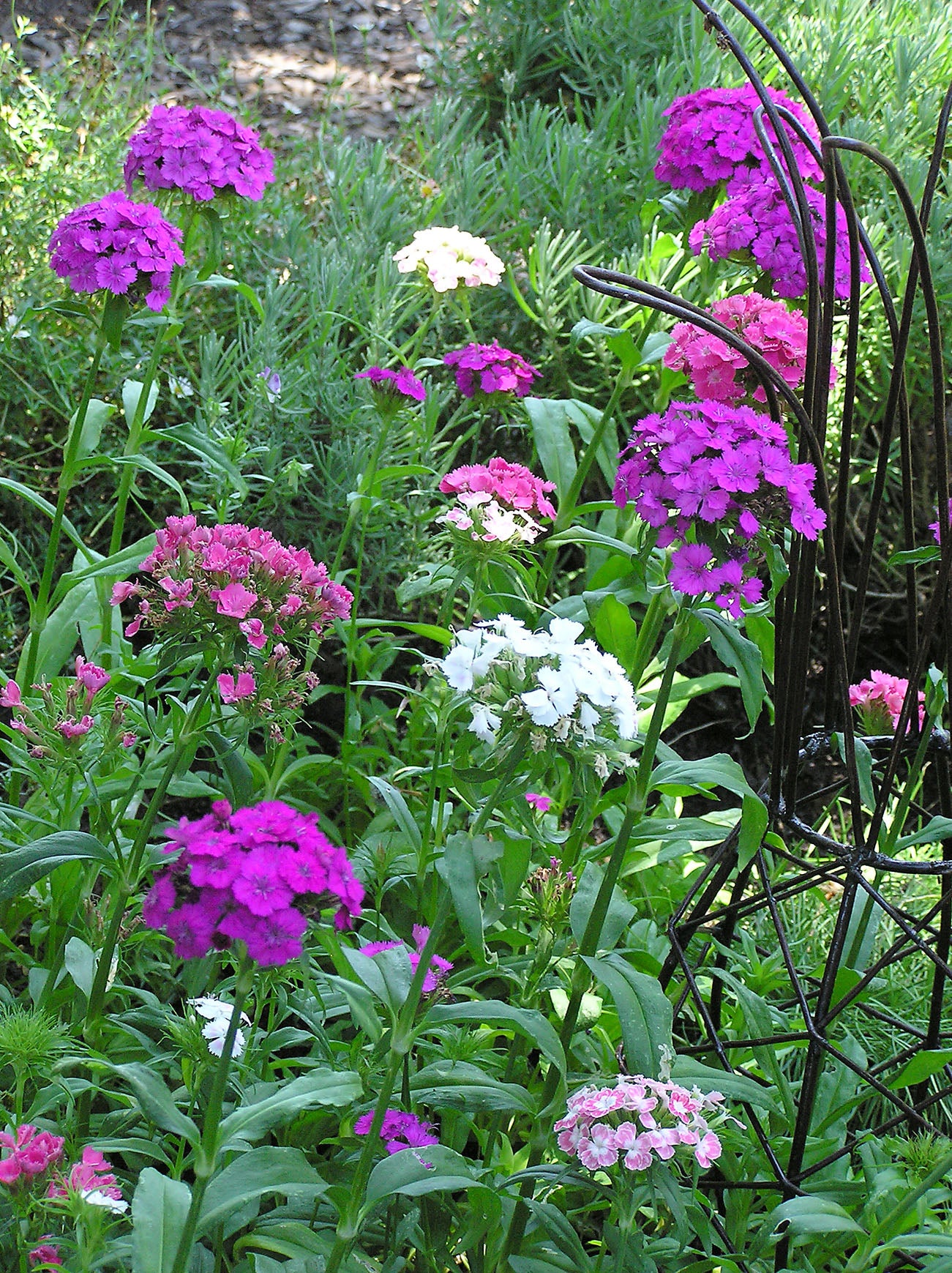 Lace Mantle' Sweet William – Renee's Garden