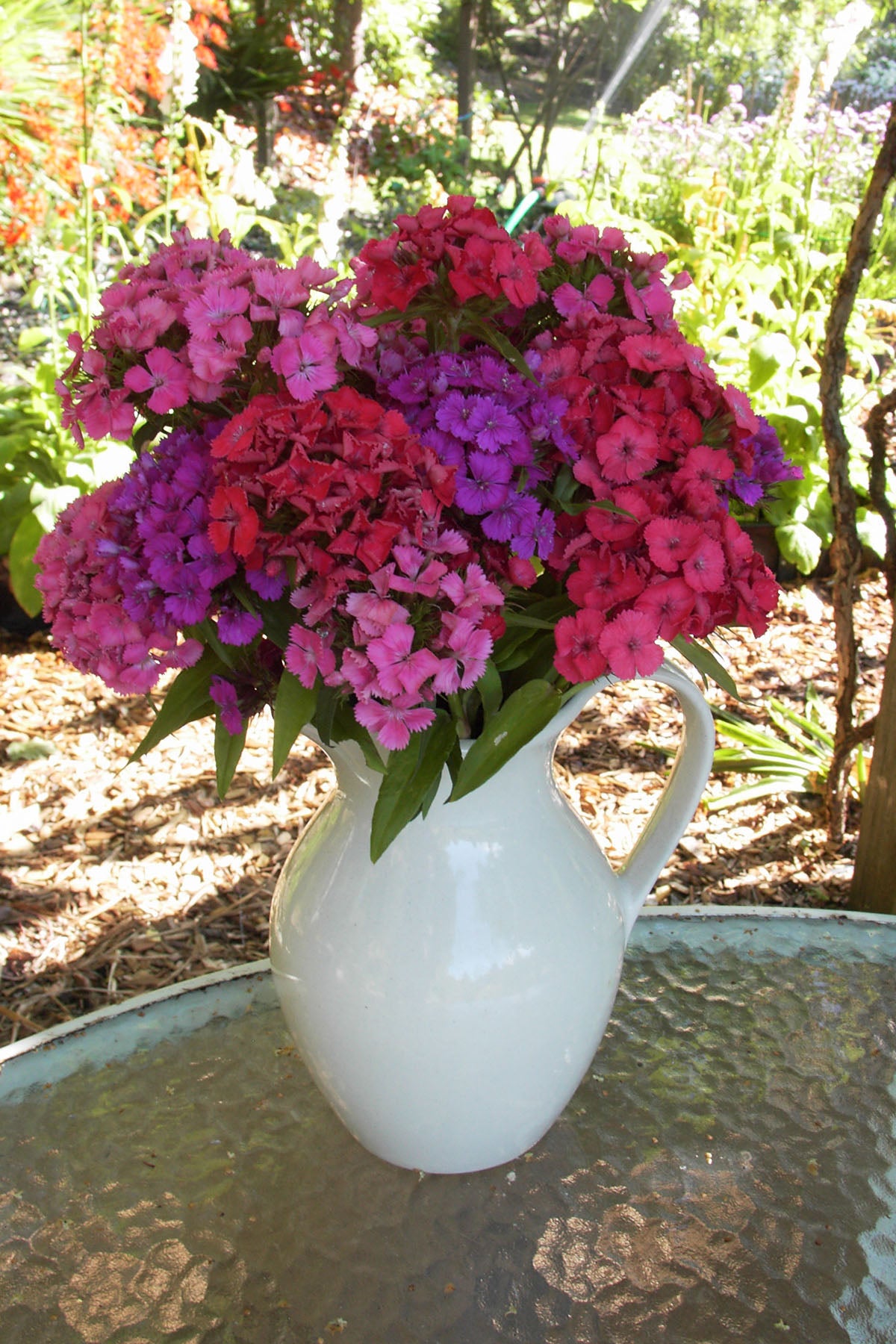 Lace Mantle' Sweet William – Renee's Garden