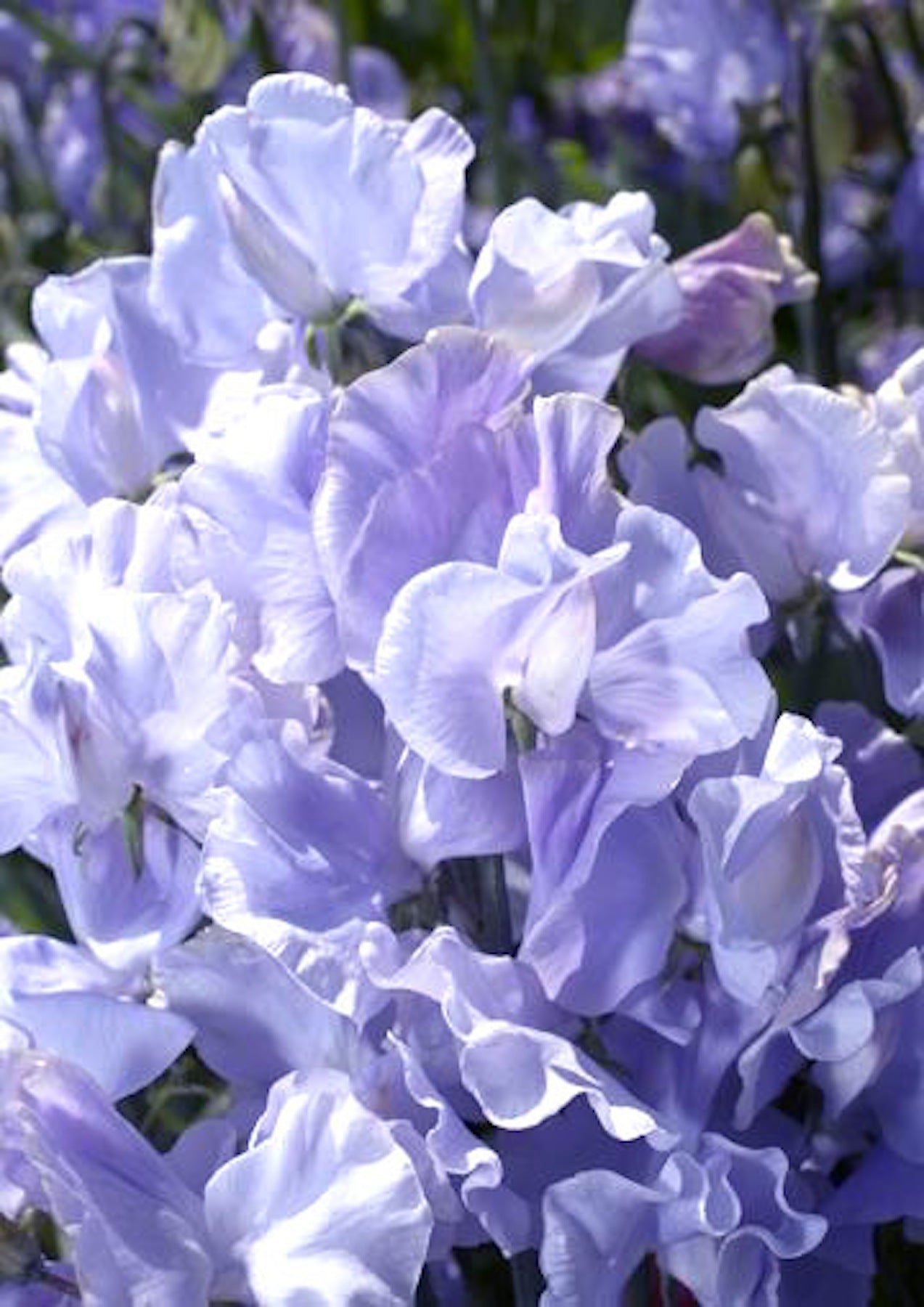 Blue Celeste