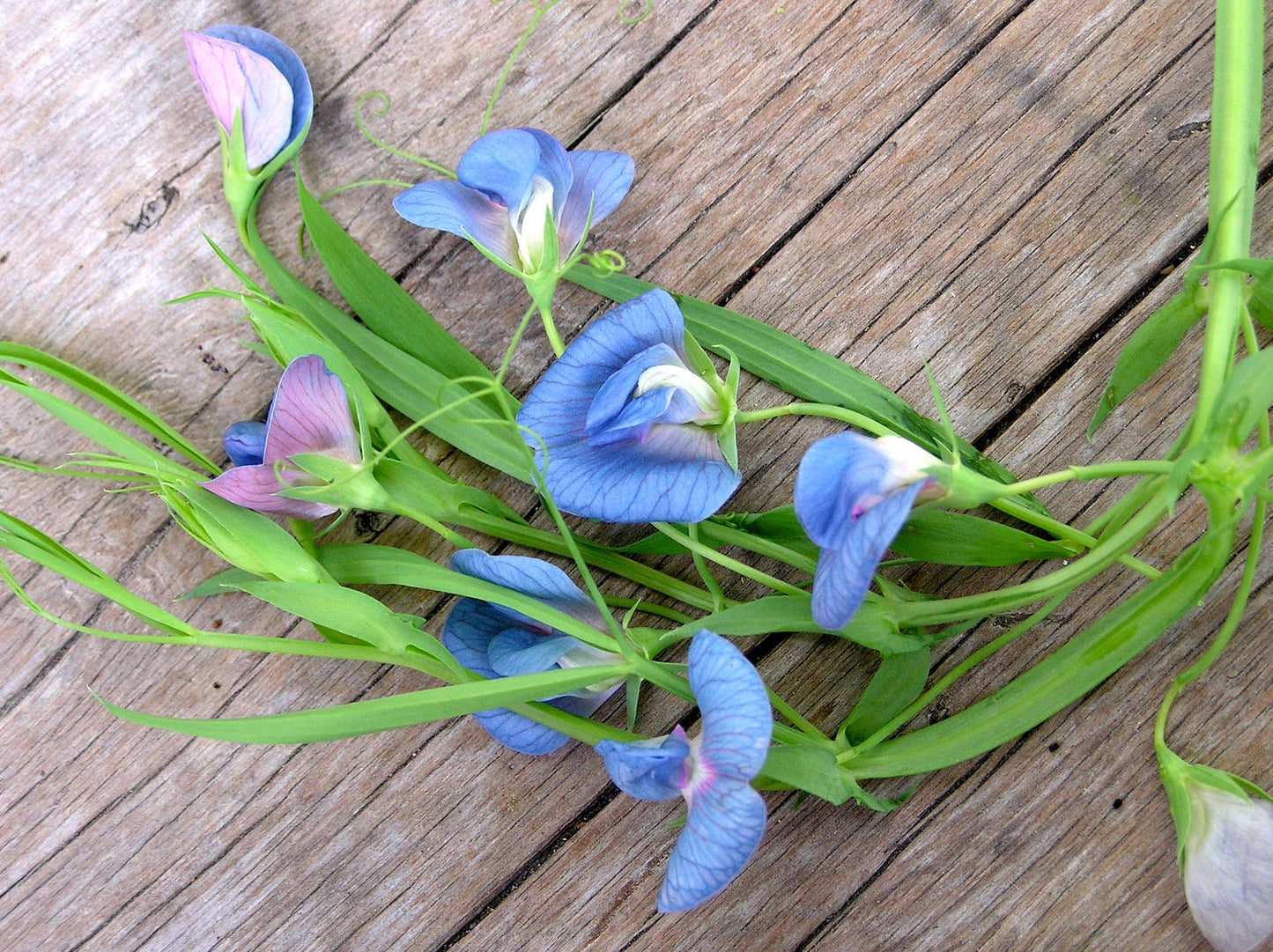 Electric Blue