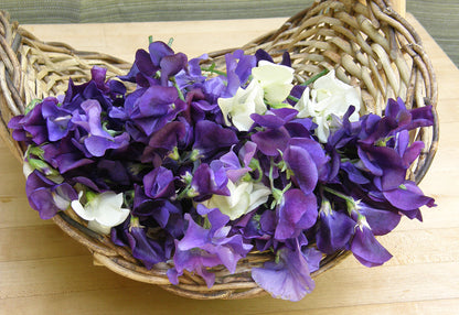 renee's garden sweet pea seeds Mermaid's Dream' Heirloom Sweet Peas – Renee's Garden
