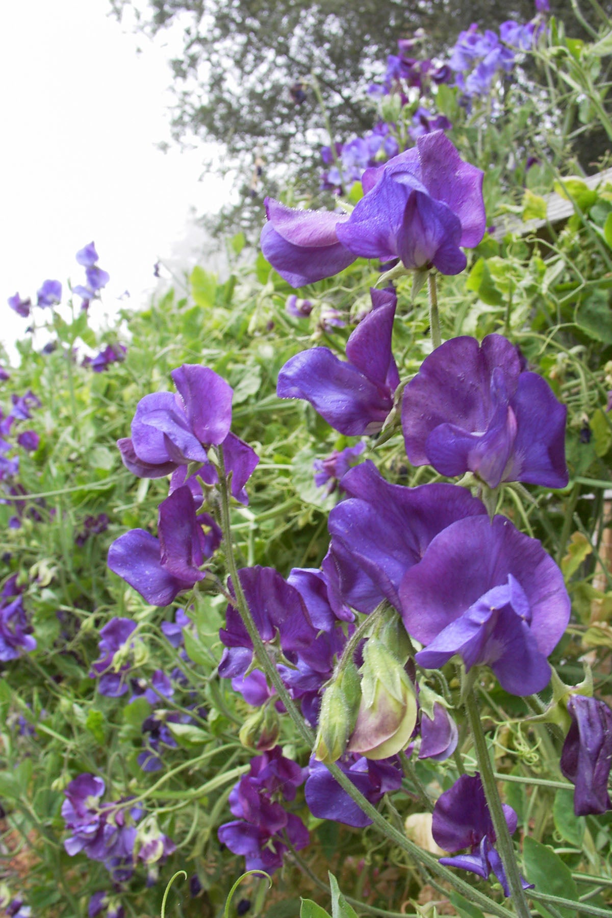 North Shore' Heirloom Bouquet Sweet Peas – Renee's Garden