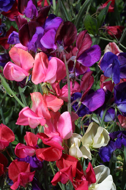 queen of the night flower seeds Queen of the Night' Heirloom Sweet Peas – Renee's Garden