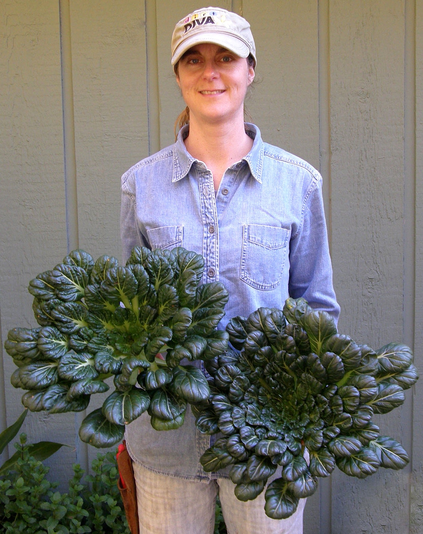 Rosette Tatsoi