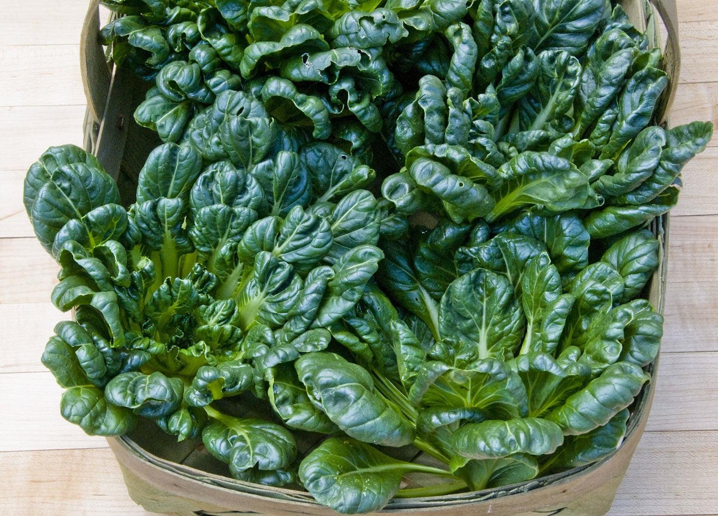 Rosette Tatsoi