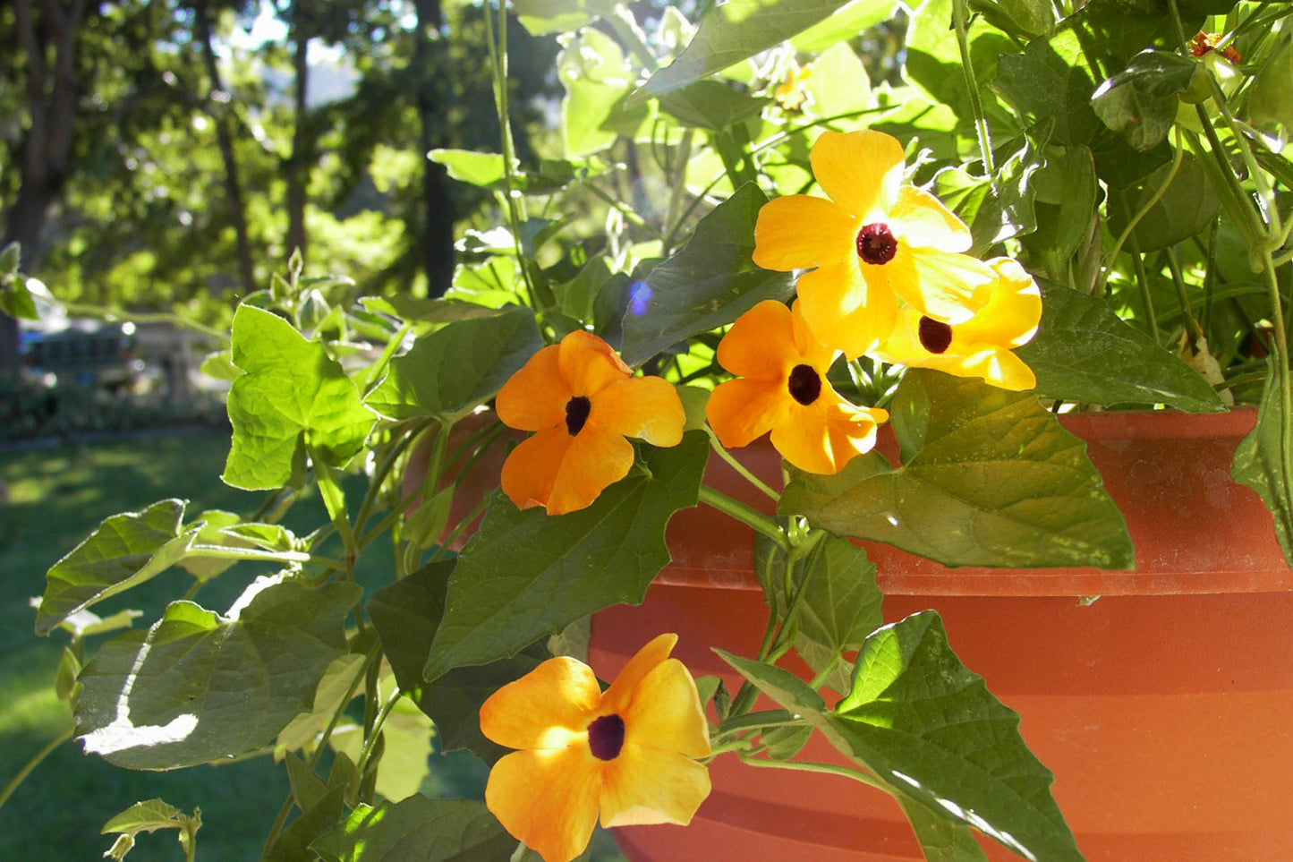 Black-Eyed Susan Vine